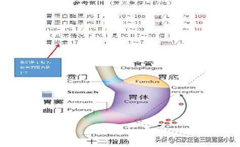 胃功能|馬偕紀念醫院 衛教單張：胃的基本介紹